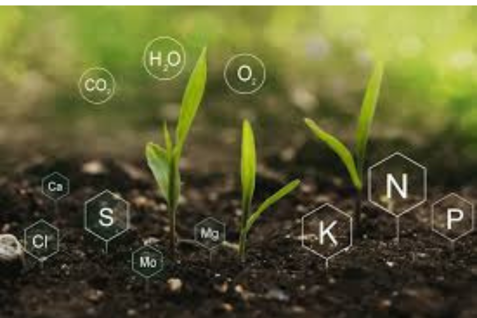 chelated micronutrients