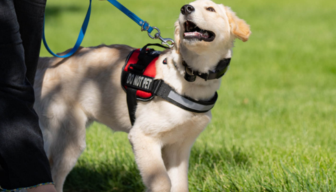 Dog socializing classes